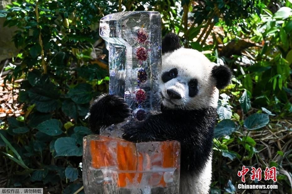 大熊猫“叻叻”庆祝1岁生日 抱住蛋糕不撒爪