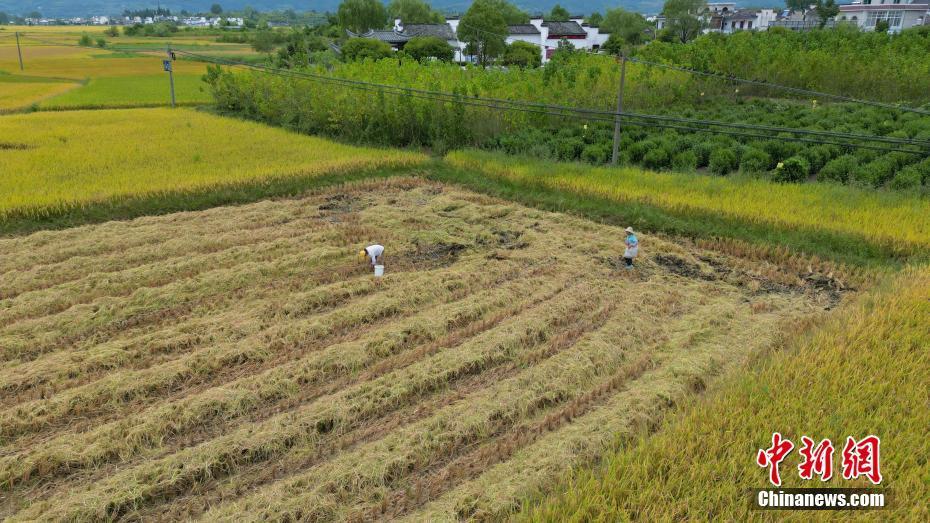 安徽黟縣南屏古村 稻谷飄香一派秋收