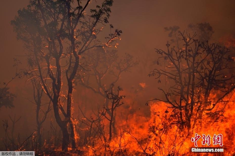 巴西首都附近国家公园发生火灾 消防队员奋力扑救