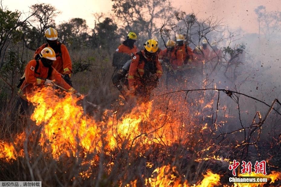 巴西首都附近国家公园发生火灾 消防队员奋力扑救