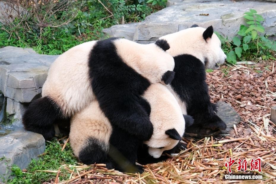 成都大熊猫繁育研究基地恢复开园 “滚滚”如期赴约