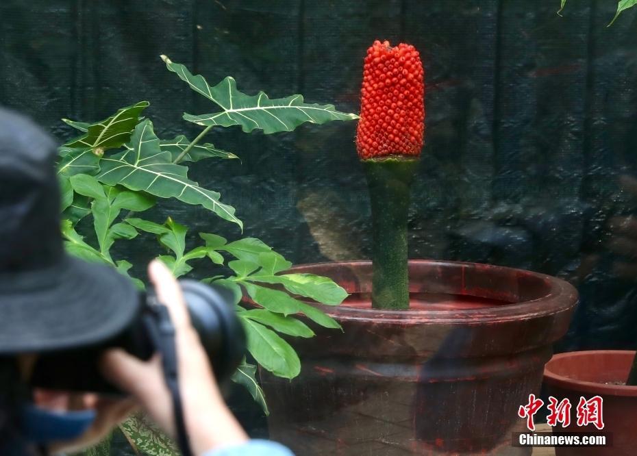 國(guó)家植物園巨魔芋結(jié)實(shí) 系國(guó)內(nèi)首次