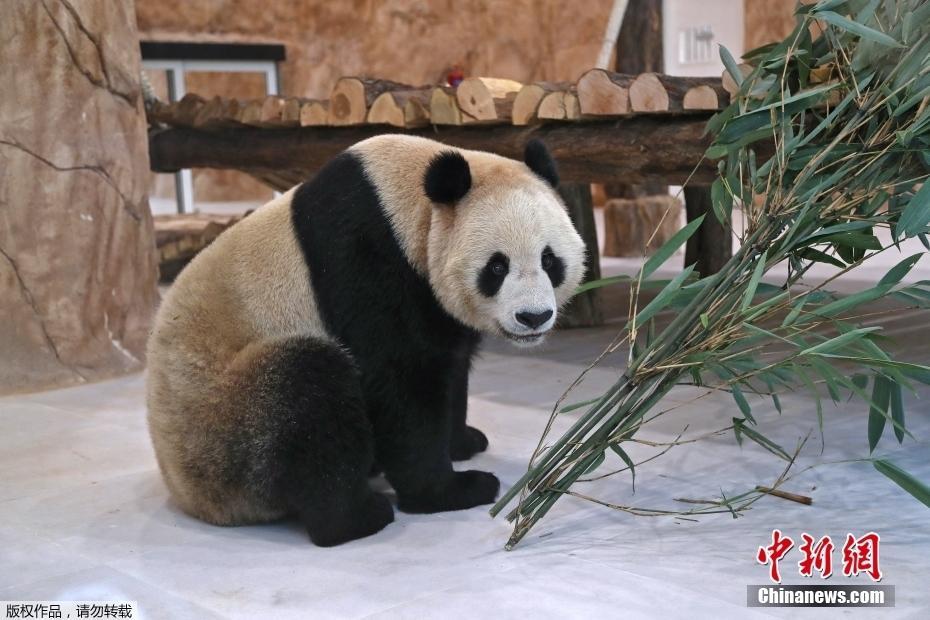 中国大熊猫首次旅居中东