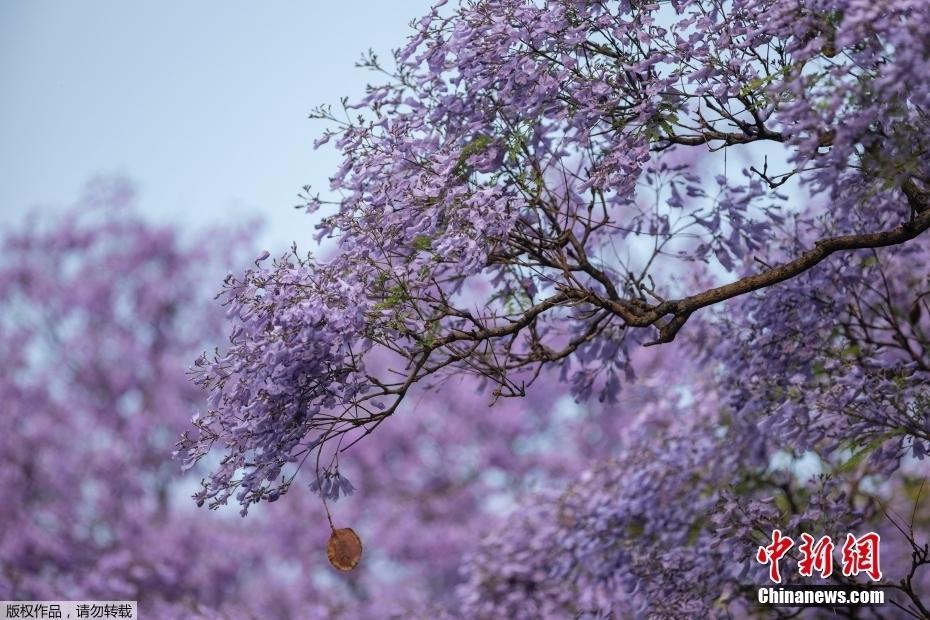 南非約翰內(nèi)斯堡藍(lán)花楹開 城內(nèi)如夢似幻