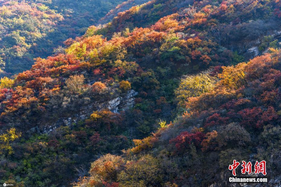 北京藥王谷滿山紅葉 漫山遍野美不勝收