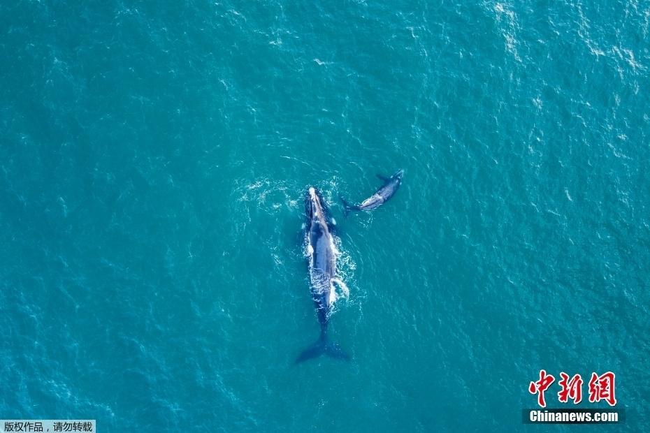 南非海岸現(xiàn)“明星”海洋生物南露脊鯨