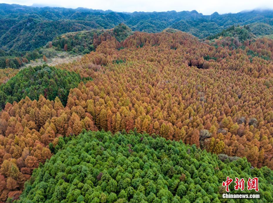 重慶山王坪喀斯特生態(tài)公園現(xiàn)“平分秋色”獨(dú)特美景