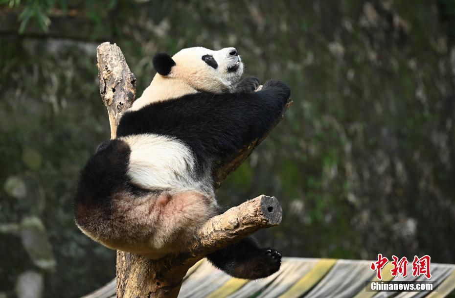 重庆动物园大熊猫享秋日暖阳 萌态十足-中国侨网