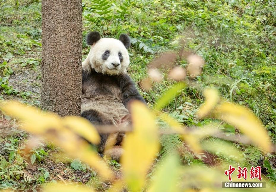 歲月靜好,！四川汶川大熊貓樂享冬日暖陽