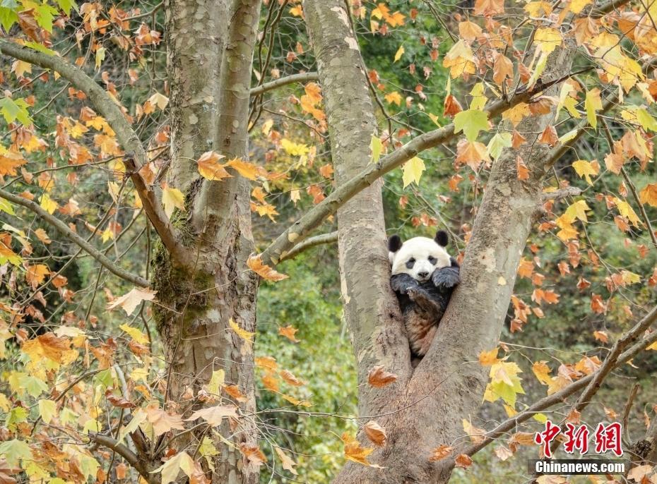 歲月靜好,！四川汶川大熊貓樂(lè)享冬日暖陽(yáng)