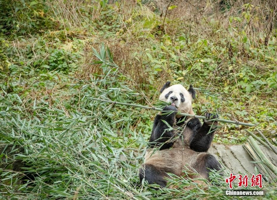 歲月靜好！四川汶川大熊貓樂享冬日暖陽(yáng)