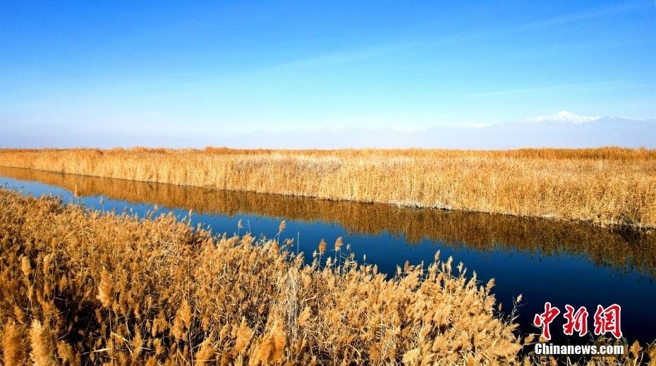 新疆：初冬湿地芦苇荡风景如画