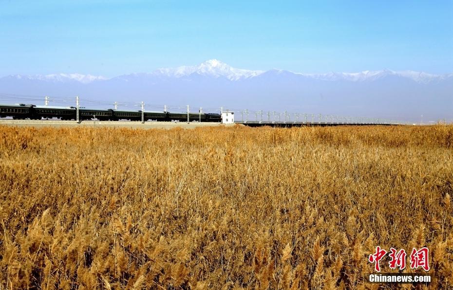 新疆：初冬湿地芦苇荡风景如画