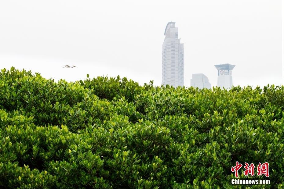 【这个城市有点潮】深圳：一座被红树林滋养的城