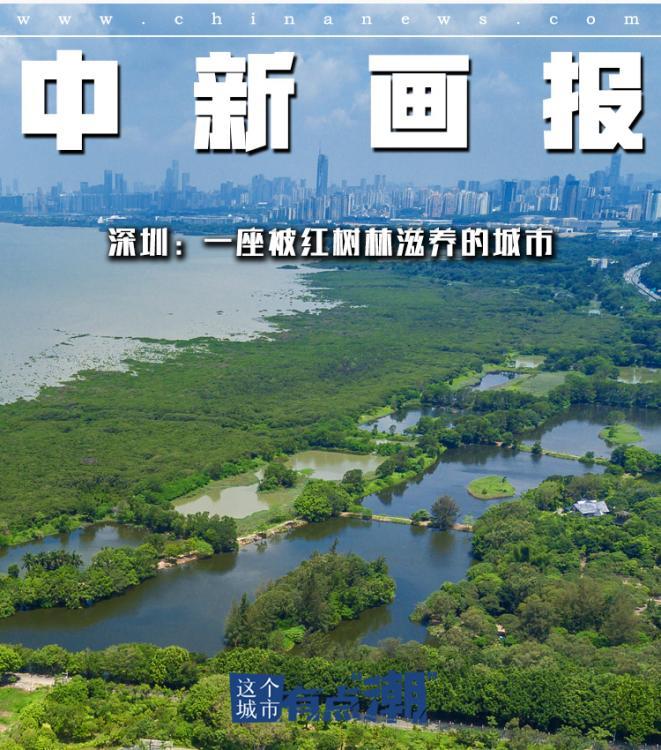 【這個城市有點潮】深圳：一座被紅樹林滋養的城