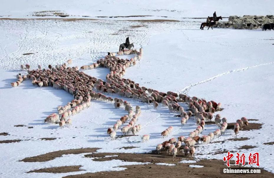 新疆兵团团场3.2万余头牲畜安全转场至冬季草场