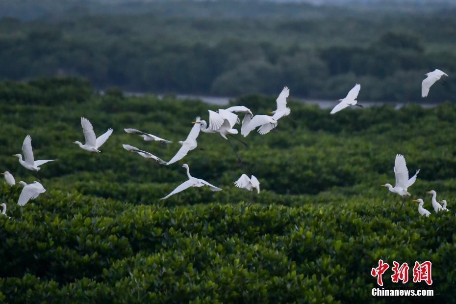 海南東寨港國家級(jí)自然保護(hù)區(qū)迎來大批越冬候鳥