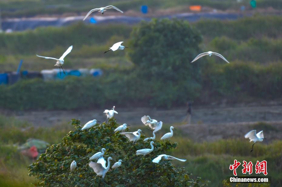 海南東寨港國(guó)家級(jí)自然保護(hù)區(qū)迎來(lái)大批越冬候鳥(niǎo)