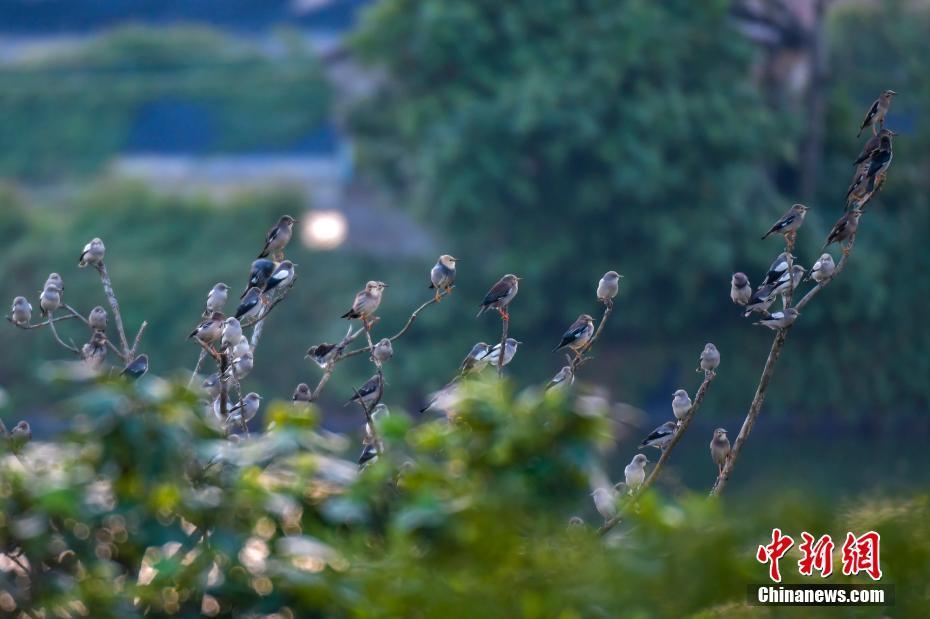 海南東寨港國家級自然保護(hù)區(qū)迎來大批越冬候鳥