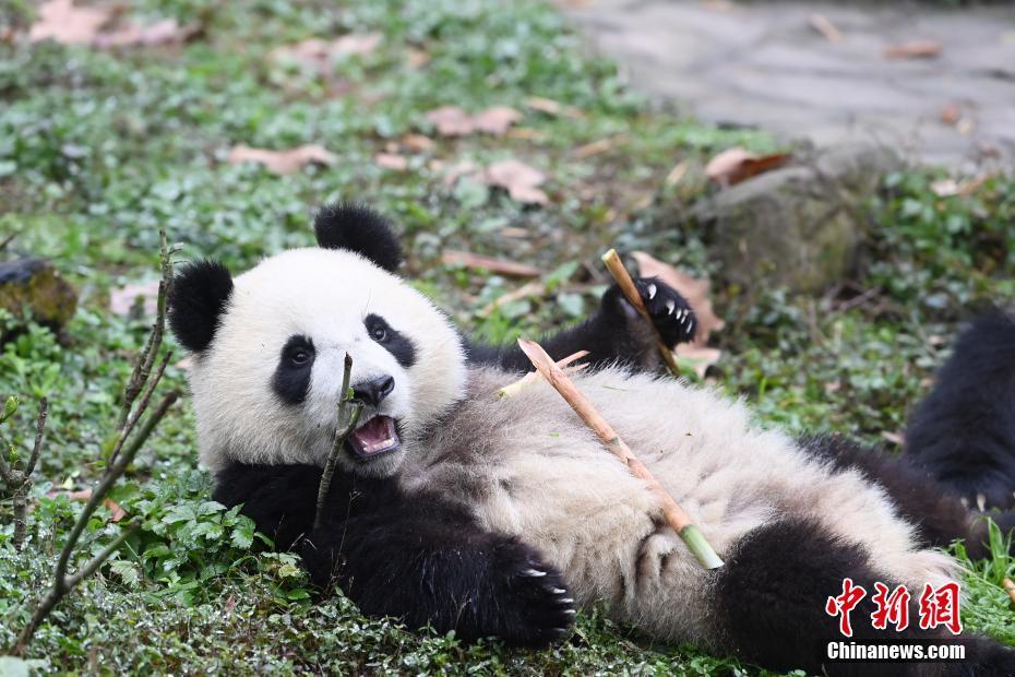 大熊貓冬日賣萌憨態(tài)可掬