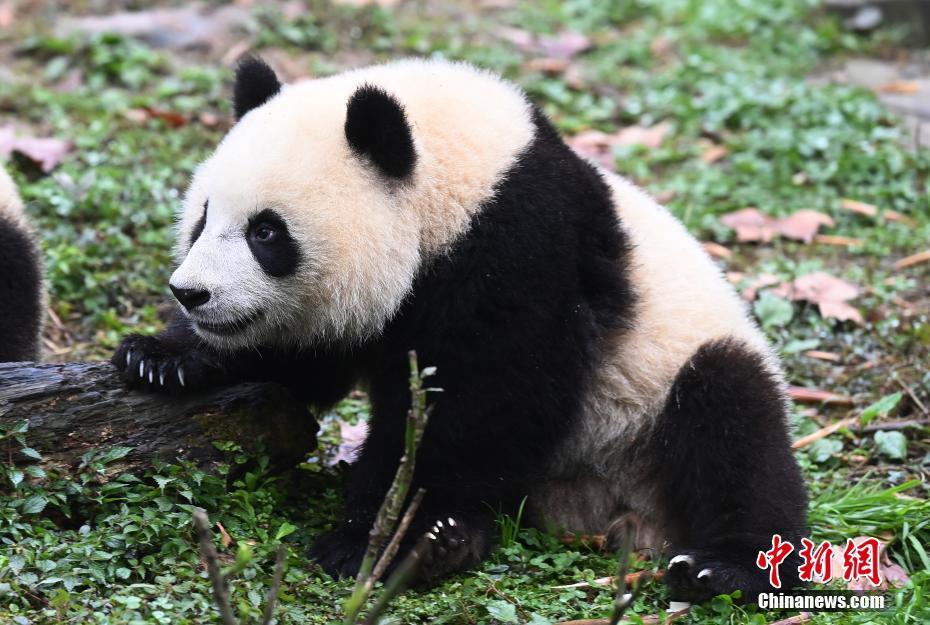 大熊貓冬日賣萌憨態(tài)可掬