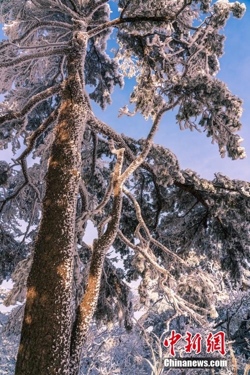 雪后黃山現(xiàn)霧凇美景 玉樹瓊枝宛若童話世界