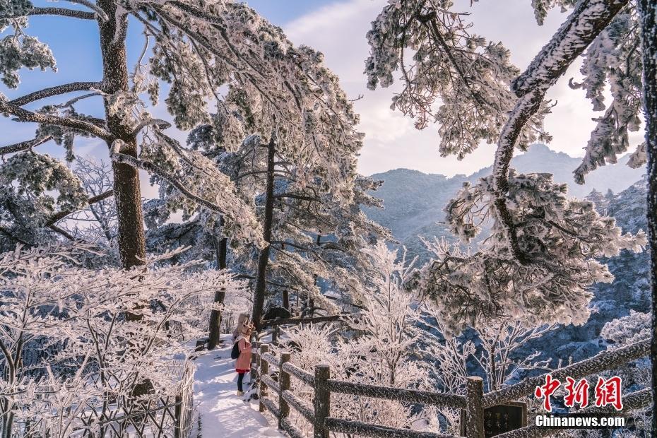 雪后黃山現霧凇美景 玉樹瓊枝宛若童話世界