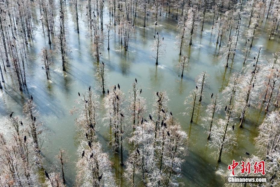 航拍“鳥類天堂”池杉湖濕地冬日壯闊生態(tài)景觀