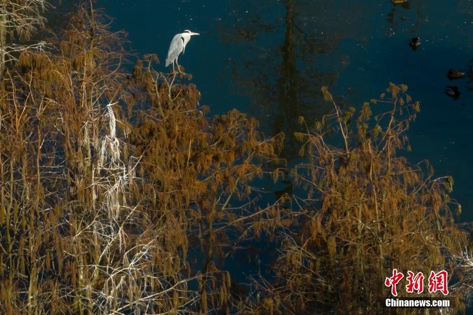 航拍“鳥(niǎo)類(lèi)天堂”池杉湖濕地冬日壯闊生態(tài)景觀