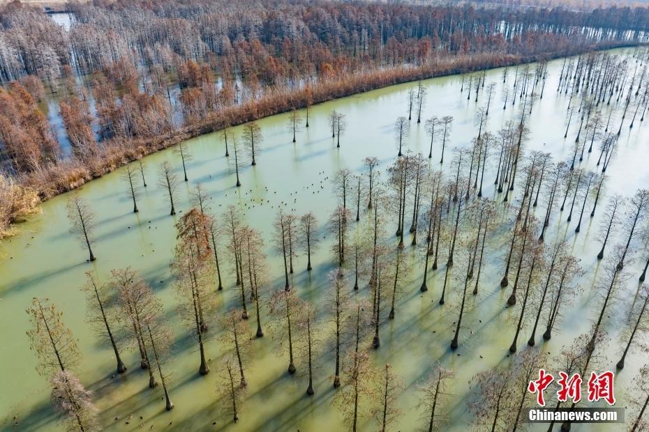 航拍“鳥類天堂”池杉湖濕地冬日壯闊生態(tài)景觀