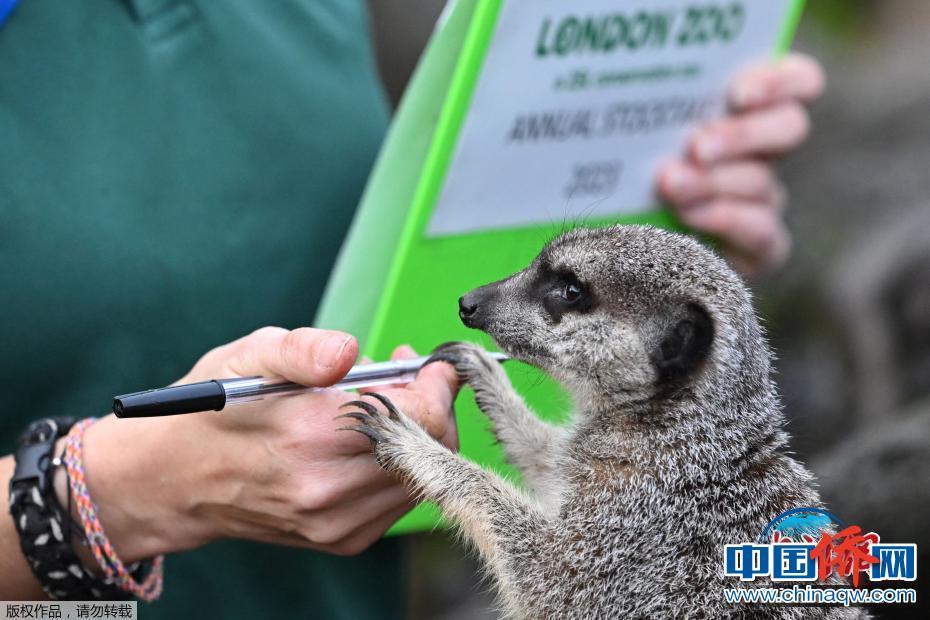 動物大盤點(diǎn) 倫敦動物園開展年度“人口”普查