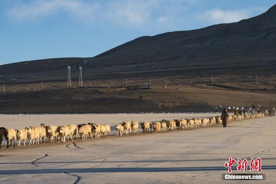 西藏山南：牧民趕羊轉(zhuǎn)場度過最寒冷冬期