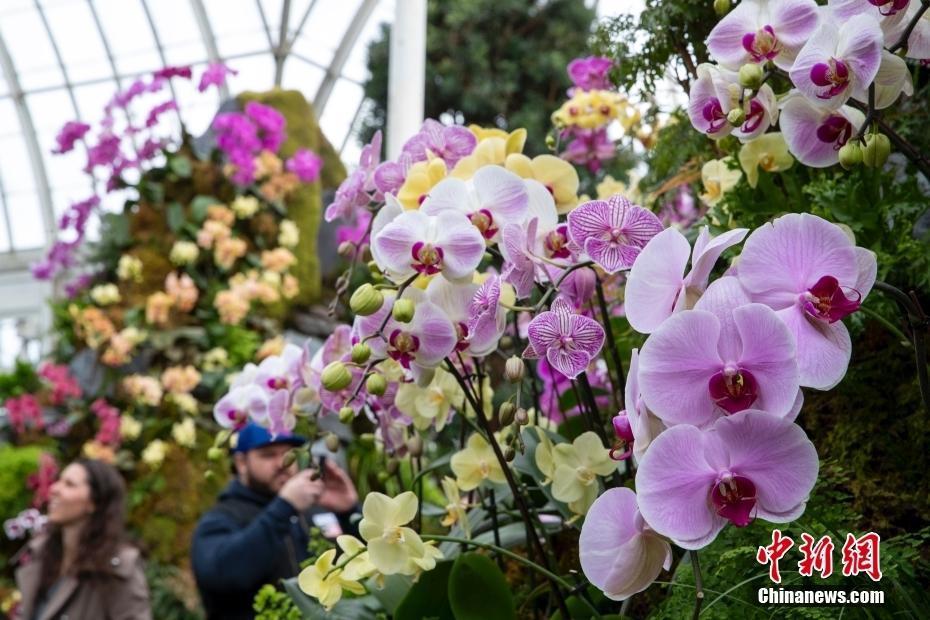 纽约植物园五千余种兰花争艳