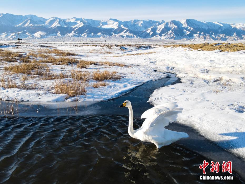 新疆巴里坤天鵝與雪山同框構(gòu)成唯美生態(tài)景觀畫