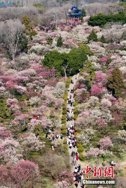 南京明孝陵梅花山姹紫嫣紅迎來(lái)最佳觀賞期