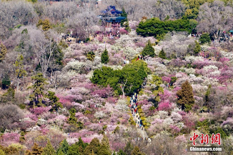 南京明孝陵梅花山姹紫嫣紅迎來(lái)最佳觀賞期