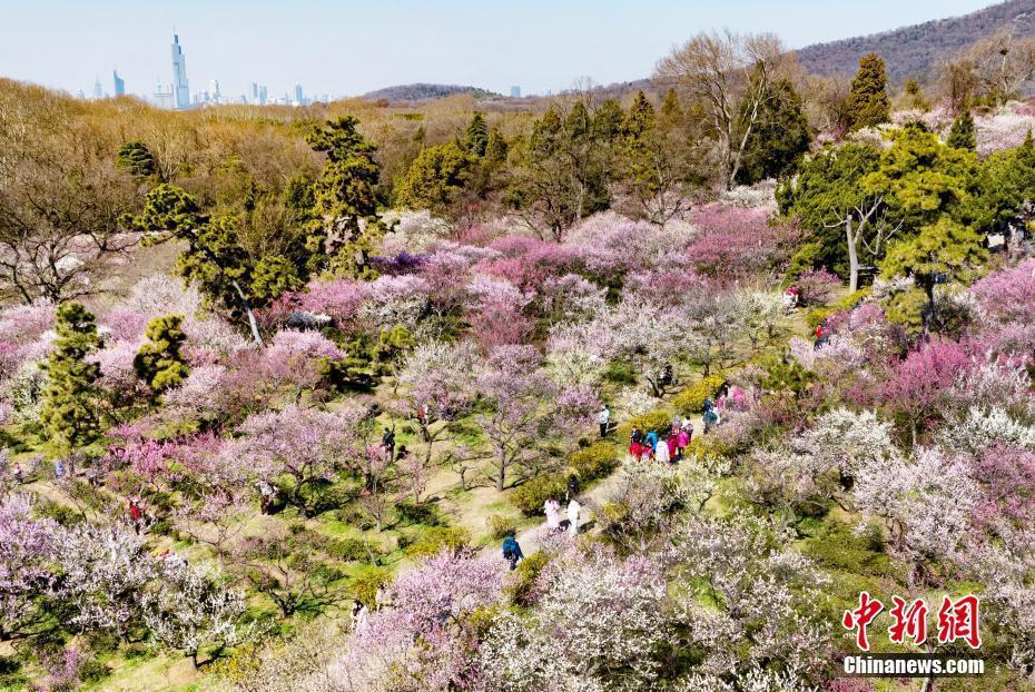 南京明孝陵梅花山姹紫嫣紅迎來最佳觀賞期