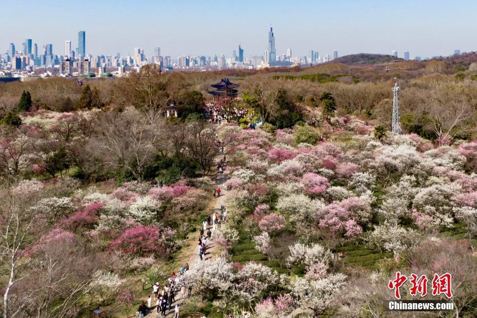 南京明孝陵梅花山姹紫嫣紅迎來最佳觀賞期