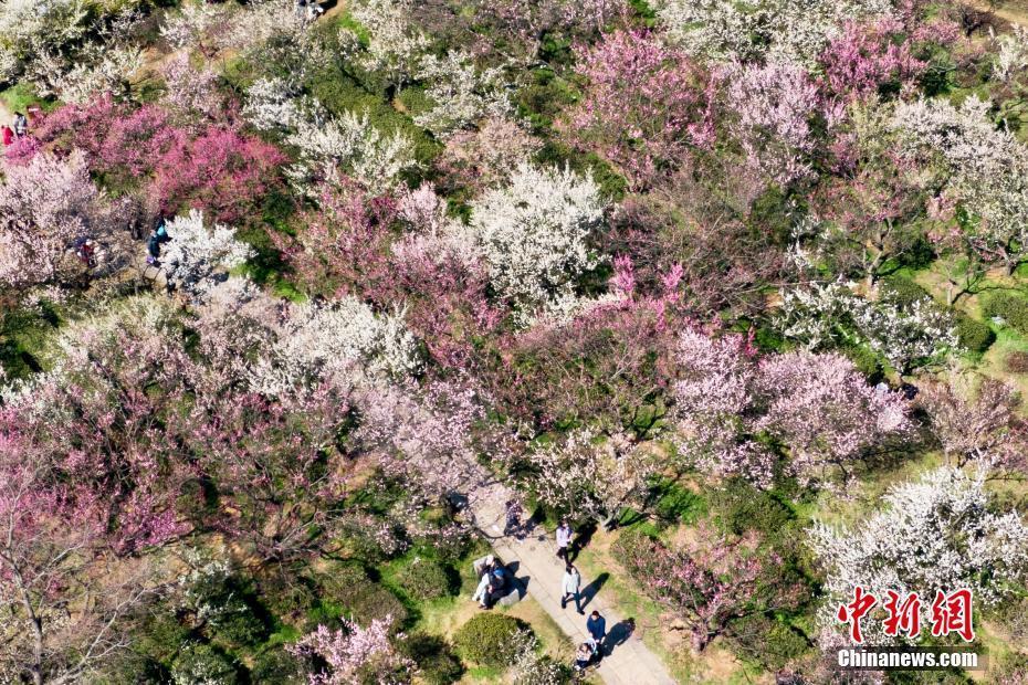 南京明孝陵梅花山姹紫嫣紅迎來最佳觀賞期