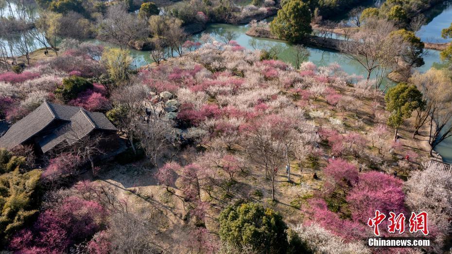 杭州：西溪濕地2萬株梅花競相綻放