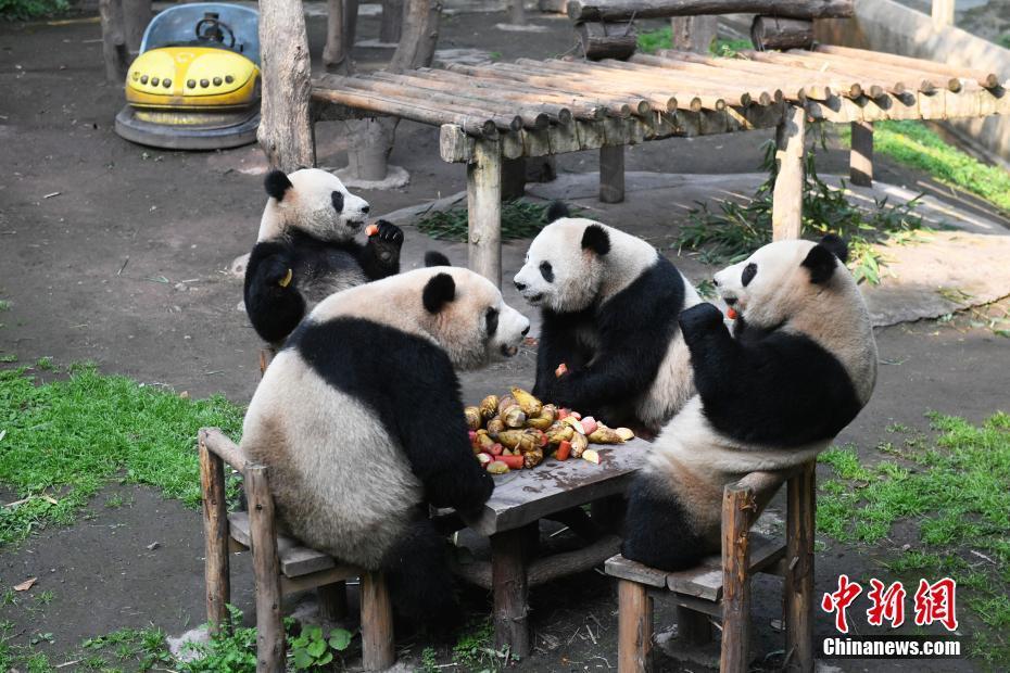 重庆：大熊猫“围炉煮茶”享用美食萌态十足