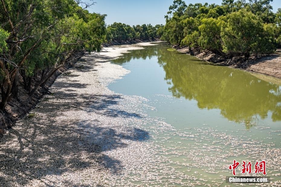 澳大利亚新南威尔士州一河流惊现数百万条死鱼