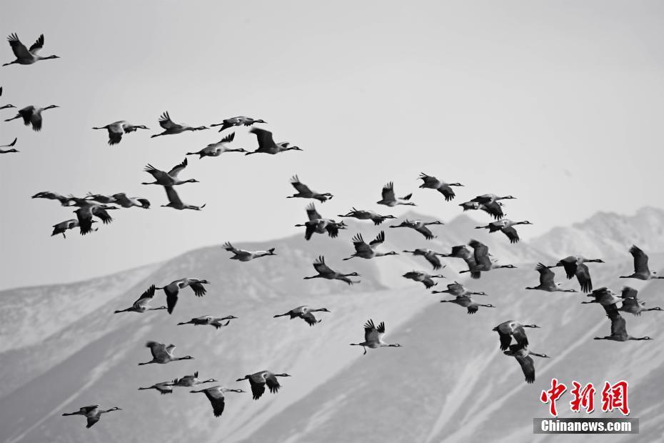 新疆巴音布鲁克湿地冰雪消融候鸟归