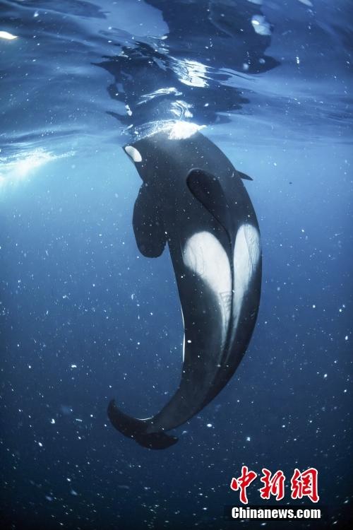 实拍野生虎鲸 背部有一颗完美“爱心”