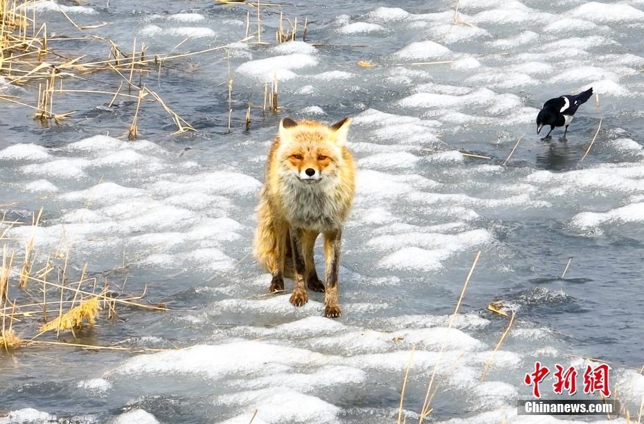 吉林波罗湖保护区意外航拍到赤狐