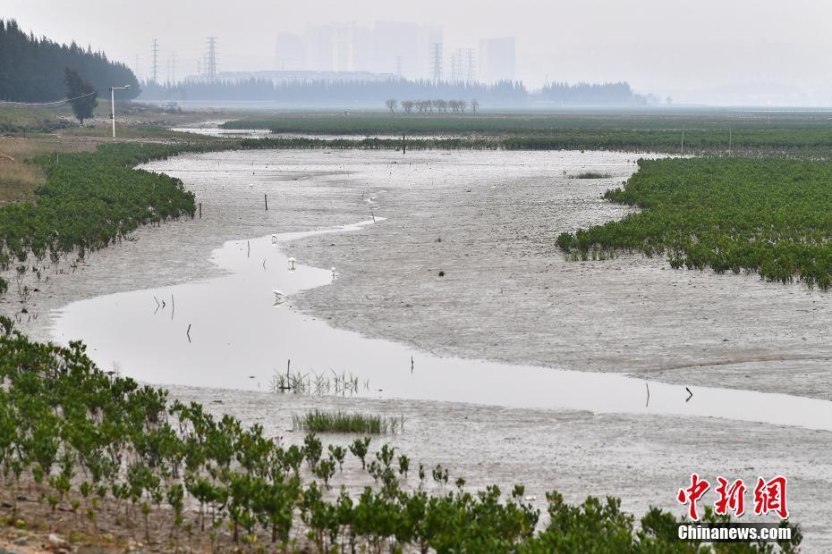 福建晉江：海灘上種出“海上森林”