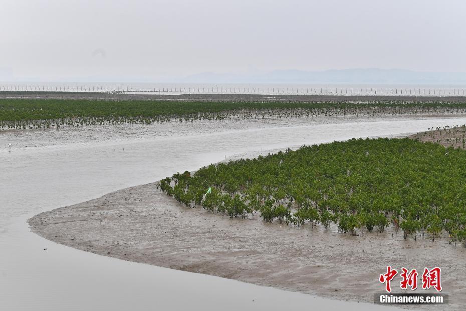 福建晉江：海灘上種出“海上森林”