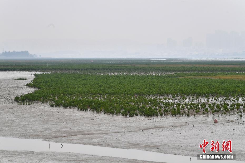 福建晉江：海灘上種出“海上森林”