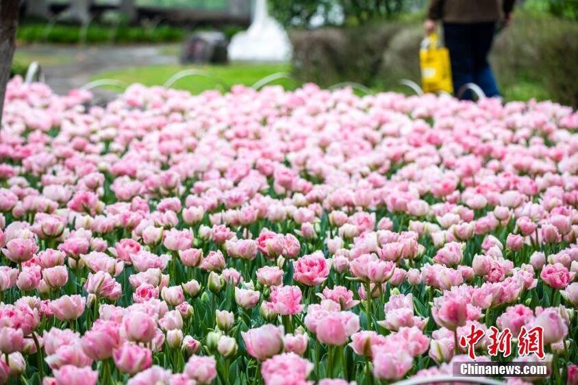 一枝花莖開(kāi)出兩朵花 南京玄武湖雙胞胎郁金香綻放