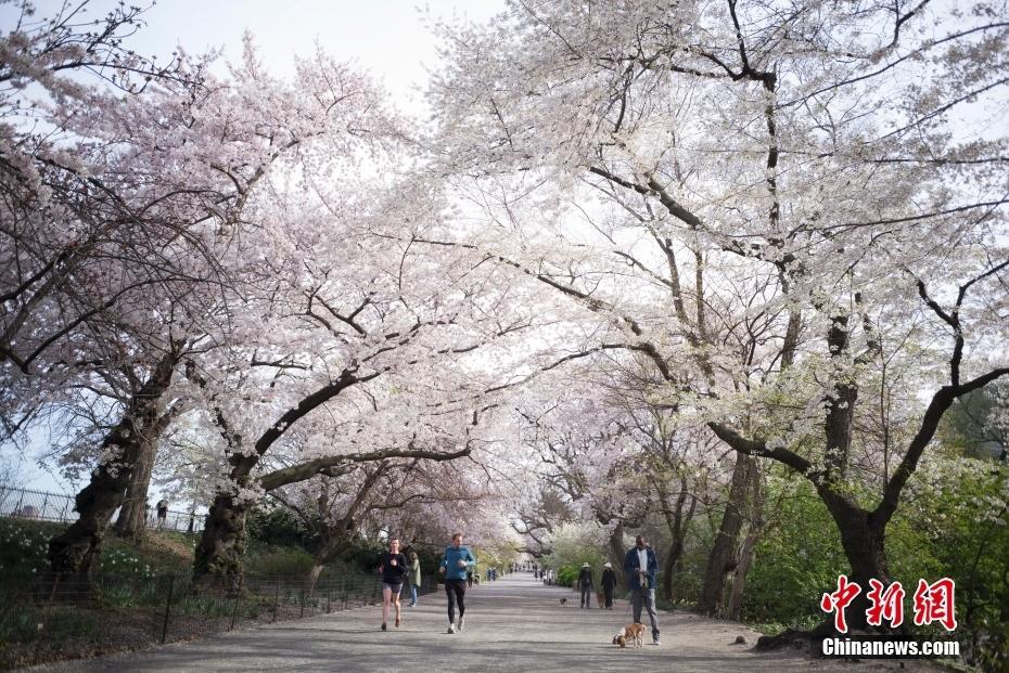 紐約民眾在中央公園櫻花步道晨跑